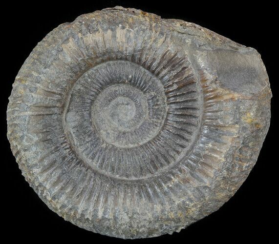 Dactylioceras Ammonite Fossil - England #52636
